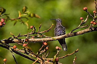 DF评测iPhone《生化危机4重制版》优化不错